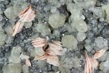 Cerussite Crystals with Bladed Barite on Galena - Morocco #128016-1